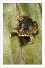 Hemisus marmoratus (shovel-nosed frog) by Anonymous