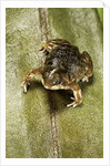Hemisus marmoratus (shovel-nosed frog) by Anonymous