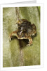 Hemisus marmoratus (shovel-nosed frog) by Anonymous