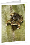 Hemisus marmoratus (shovel-nosed frog) by Anonymous