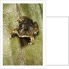 Hemisus marmoratus (shovel-nosed frog) by Anonymous