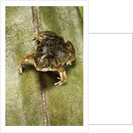Hemisus marmoratus (shovel-nosed frog) by Anonymous