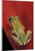 Heterixalus betsileo (Betsileo reed frog) by Anonymous