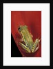 Heterixalus betsileo (Betsileo reed frog) by Anonymous