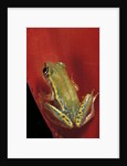 Heterixalus betsileo (Betsileo reed frog) by Anonymous
