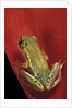 Heterixalus betsileo (Betsileo reed frog) by Anonymous