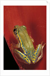Heterixalus betsileo (Betsileo reed frog) by Anonymous