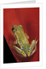 Heterixalus betsileo (Betsileo reed frog) by Anonymous