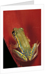 Heterixalus betsileo (Betsileo reed frog) by Anonymous