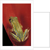 Heterixalus betsileo (Betsileo reed frog) by Anonymous
