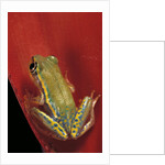Heterixalus betsileo (Betsileo reed frog) by Anonymous