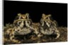 Hildebrandtia ornata (ornate frog) by Anonymous