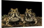 Hildebrandtia ornata (ornate frog) by Anonymous