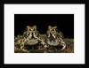 Hildebrandtia ornata (ornate frog) by Anonymous