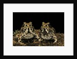 Hildebrandtia ornata (ornate frog) by Anonymous