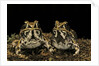 Hildebrandtia ornata (ornate frog) by Anonymous