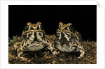 Hildebrandtia ornata (ornate frog) by Anonymous