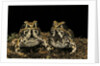 Hildebrandtia ornata (ornate frog) by Anonymous