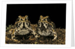 Hildebrandtia ornata (ornate frog) by Anonymous