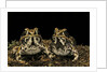 Hildebrandtia ornata (ornate frog) by Anonymous