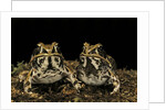 Hildebrandtia ornata (ornate frog) by Anonymous