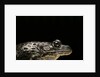 Hoplobatrachus occipitalis (crowned bullfrog) by Anonymous