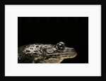 Hoplobatrachus occipitalis (crowned bullfrog) by Anonymous
