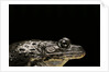 Hoplobatrachus occipitalis (crowned bullfrog) by Anonymous