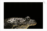 Hoplobatrachus occipitalis (crowned bullfrog) by Anonymous