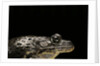 Hoplobatrachus occipitalis (crowned bullfrog) by Anonymous