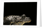 Hoplobatrachus occipitalis (crowned bullfrog) by Anonymous