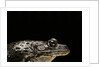 Hoplobatrachus occipitalis (crowned bullfrog) by Anonymous