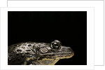Hoplobatrachus occipitalis (crowned bullfrog) by Anonymous