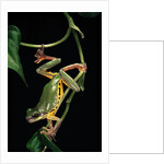 Hyla chinensis (Chinese tree toad) by Anonymous