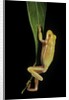 Hyla cinerea albino (American green tree frog) by Anonymous