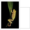 Hyla cinerea albino (American green tree frog) by Anonymous