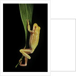 Hyla cinerea albino (American green tree frog) by Anonymous
