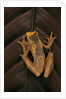 Dendropsophus ebraccatus (hourglass treefrog) by Anonymous