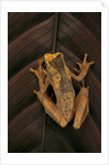 Dendropsophus ebraccatus (hourglass treefrog) by Anonymous