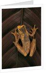 Dendropsophus ebraccatus (hourglass treefrog) by Anonymous