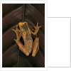 Dendropsophus ebraccatus (hourglass treefrog) by Anonymous
