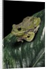 Hyla gratiosa (barking treefrog) by Anonymous