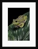 Hyla gratiosa (barking treefrog) by Anonymous