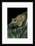Hyla gratiosa (barking treefrog) by Anonymous