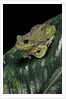 Hyla gratiosa (barking treefrog) by Anonymous