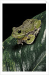 Hyla gratiosa (barking treefrog) by Anonymous