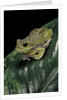 Hyla gratiosa (barking treefrog) by Anonymous
