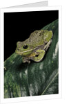 Hyla gratiosa (barking treefrog) by Anonymous
