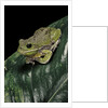 Hyla gratiosa (barking treefrog) by Anonymous