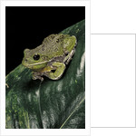 Hyla gratiosa (barking treefrog) by Anonymous